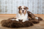 Preview: Schaffell für Hundekorb, Hundebett, Hundedecke